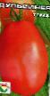 Los tomates  Dulsineya variedad Foto