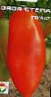 Tomater sorter Dyadya Stepa Fil och egenskaper