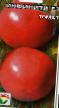 Los tomates  Infiniti F1  variedad Foto