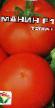 Los tomates  Manin F1  variedad Foto