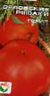Ντομάτες ποικιλίες Orlovskie rysaki φωτογραφία και χαρακτηριστικά