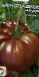 Los tomates variedades Shokoladnoe chudo Foto y características