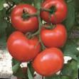 Tomatoes varieties Diagramma F1 Photo and characteristics