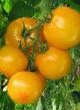 Los tomates  Sadko f1 variedad Foto