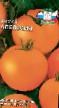 Paradajky druhu Apelsin fotografie a vlastnosti