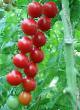 Los tomates variedades Umelec f1 Foto y características