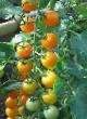des tomates  Fantaziya  l'espèce Photo