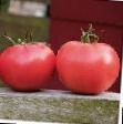 Los tomates  Afen F1 variedad Foto