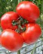 Tomatoes varieties Betmen F1 Photo and characteristics