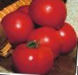 Los tomates  Sita F1 variedad Foto
