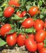 Tomatoes varieties Tojjoto F1 Photo and characteristics