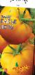 Tomatoes varieties Babe leto F1 Photo and characteristics