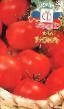 Tomatoes varieties Vizir Photo and characteristics
