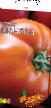tomaatit lajit Shanson F1  kuva ja ominaisuudet