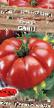 Los tomates  Bayan variedad Foto