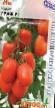 Los tomates  Graf F1 variedad Foto