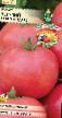 tomaatit lajit Letuchijj gollandec kuva ja ominaisuudet