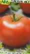 Tomater sorter Magnum 44 F1 Fil och egenskaper