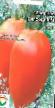 Los tomates variedades Severnaya rapsodiya F1 Foto y características