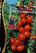 Los tomates  Spasskaya Bashnya F1 variedad Foto
