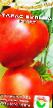 des tomates les espèces Taras Bulba Photo et les caractéristiques