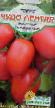 des tomates  Chudo lentyaya l'espèce Photo