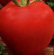 I pomodori le sorte Nastyusha foto e caratteristiche