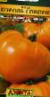 Los tomates  Korol Sibiri variedad Foto