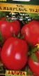Los tomates variedades Sibirskoe chudo Foto y características