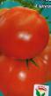 Los tomates  Shakherezada variedad Foto
