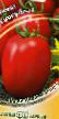 Tomatoes  Giperbola grade Photo