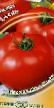 Tomatoes varieties Dzhejjn Photo and characteristics