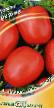 Los tomates  Reshma variedad Foto