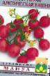 des tomates  Arkticheskaya vishnya l'espèce Photo