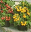 Los tomates variedades Mikron NK Foto y características