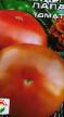 des tomates  Medvezhya lapa l'espèce Photo