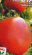 Los tomates  O-lya-lya  variedad Foto