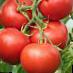 tomaatit lajit Dehns Ledi F1 kuva ja ominaisuudet