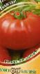 Los tomates variedades Banzajj Foto y características