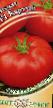 Los tomates  Kartush F1 variedad Foto