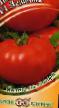 Los tomates variedades Lezhebok F1 Foto y características