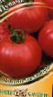 Los tomates  Cunami variedad Foto