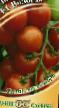 I pomodori le sorte Vologda F1 foto e caratteristiche