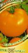 Tomatoes varieties Zheltyjj shar Photo and characteristics