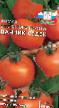 des tomates les espèces Dachnik SeDeK Photo et les caractéristiques