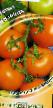 Tomatoes varieties Poznan Photo and characteristics
