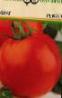 Tomater sorter Rektor Fil och egenskaper