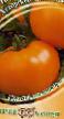 Los tomates variedades Khutorskojj zasolochnyjj Foto y características