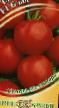 I pomodori le sorte Blic F1 foto e caratteristiche