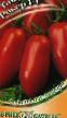 des tomates les espèces Roker F1 Photo et les caractéristiques
